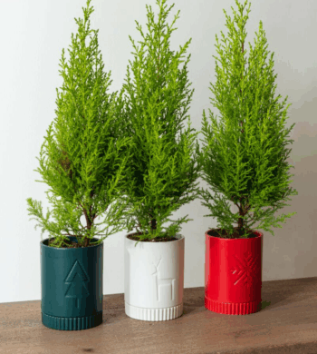 Cyprus Trees- Oxygen Addition!