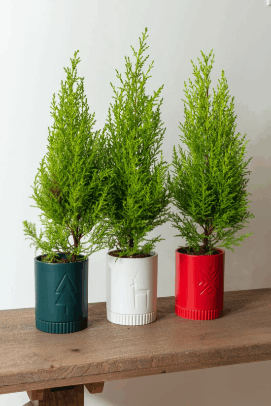 Cyprus Trees- Oxygen Addition!