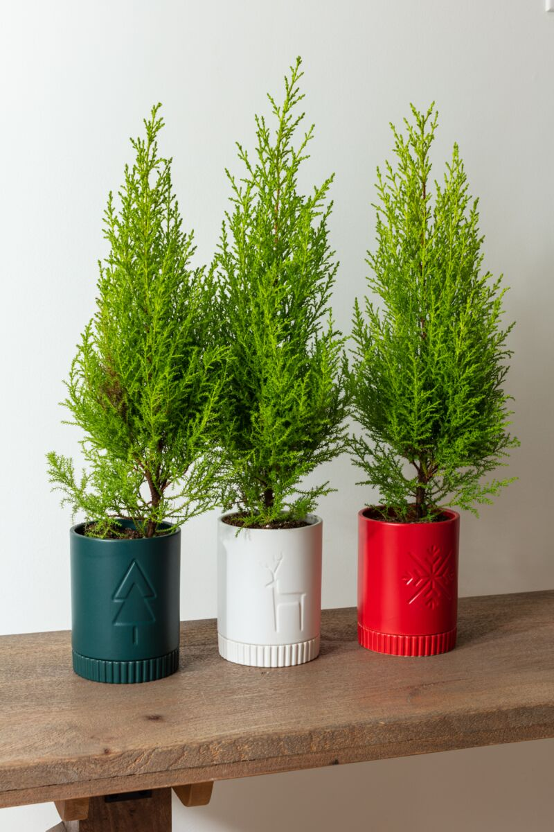 Cyprus Trees- Oxygen Addition!