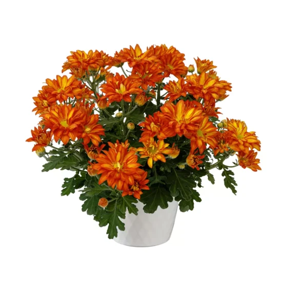 Mums Chrysanthemum Orange-Bronze