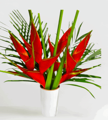 Heliconia & Palms Red