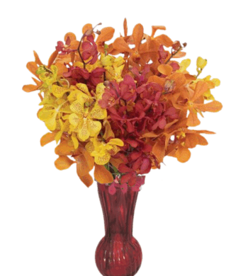 Autumn Glow Orchids