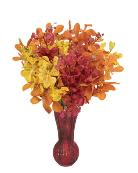 Autumn Glow Orchids