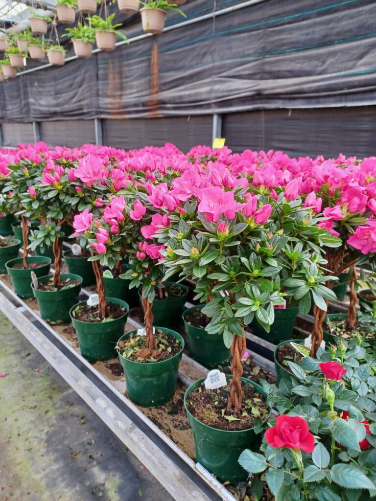 Braided Azalea Topiary - Calyx Flowers, Inc