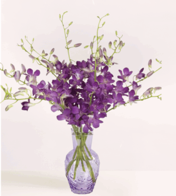 Amethyst Dendrobiums