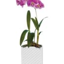 Dendrobium Orchid Plant