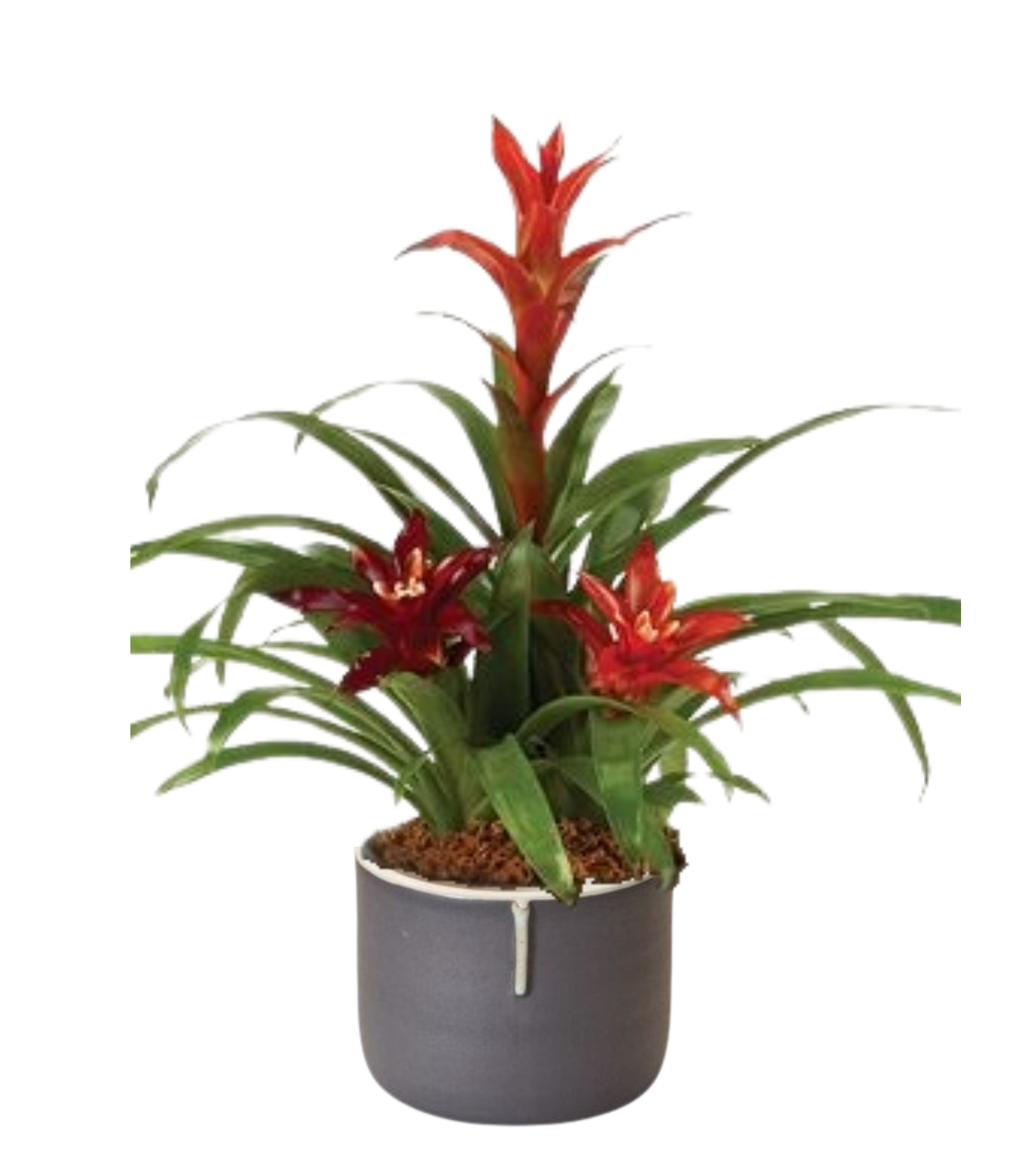 Autumn Bromeliad Garden