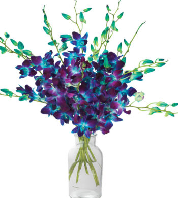 Stunning Sapphire Orchids