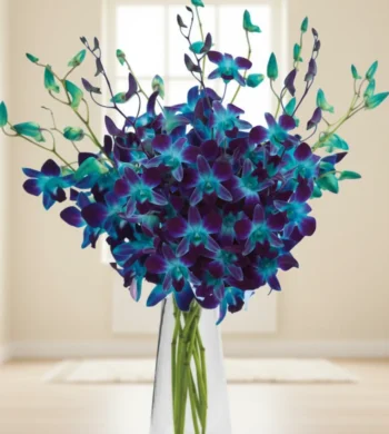 Stunning Sapphire Orchids