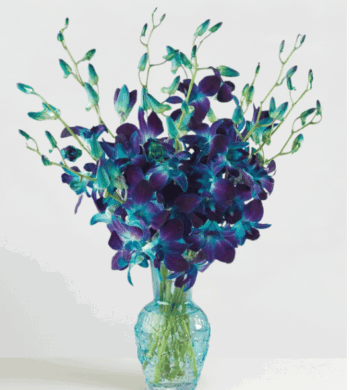 Stunning Sapphire Orchids