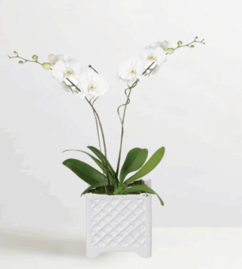 Double White Phalaenopsis Orchids