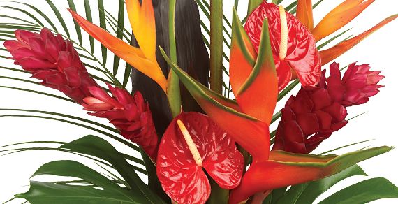 Stunning Tropicals