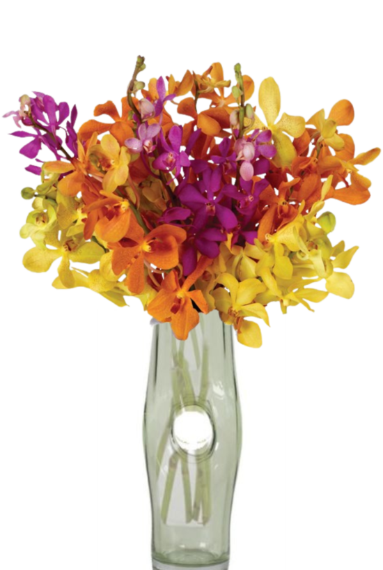 Songbird Orchids