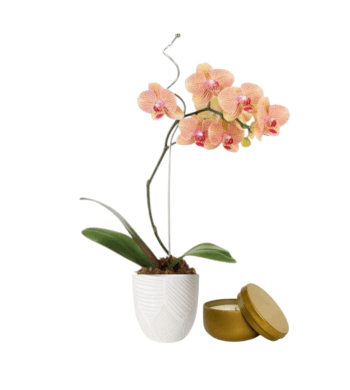 Prism Kaleidoscope Orchid Plant