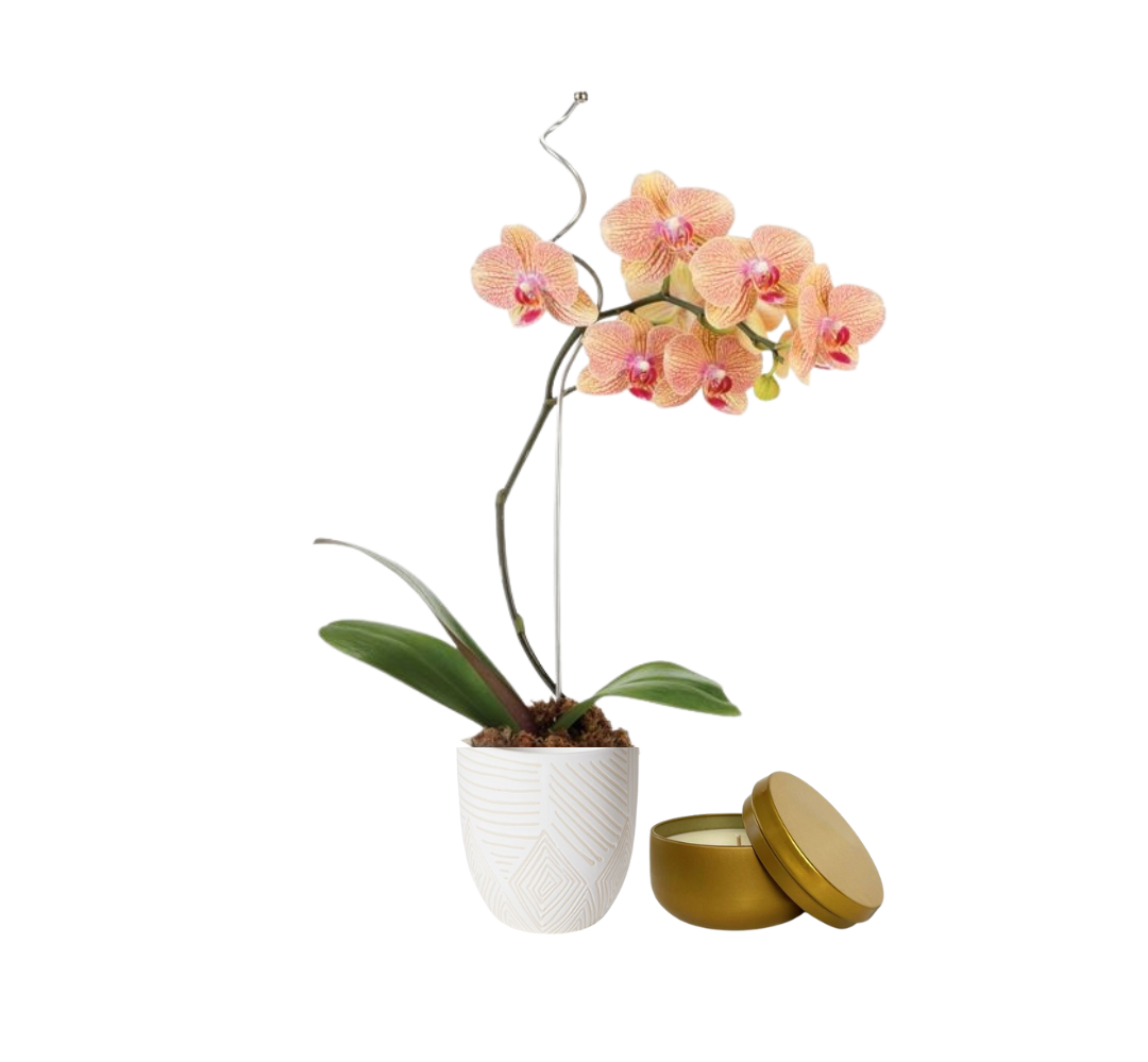 Prism Kaleidoscope Orchid Plant
