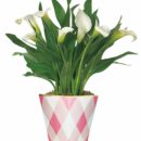 White Calla Lily Plant
