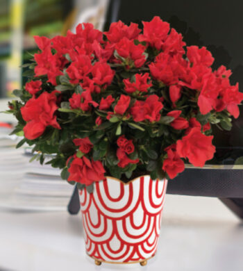 Red Blossom Azalea Plant