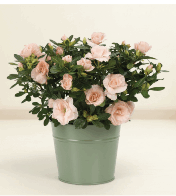 Blush Pink Rozalea Plant