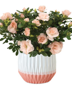 Blush Pink Rozalea Plant