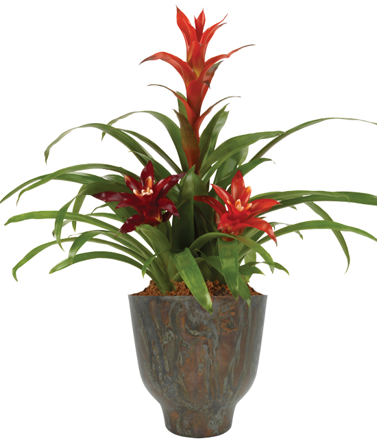 Bromeliad Plant in Cachepot