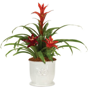 Little Havana Bromeliad Garden