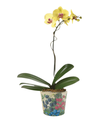 Happy Orchid Plant