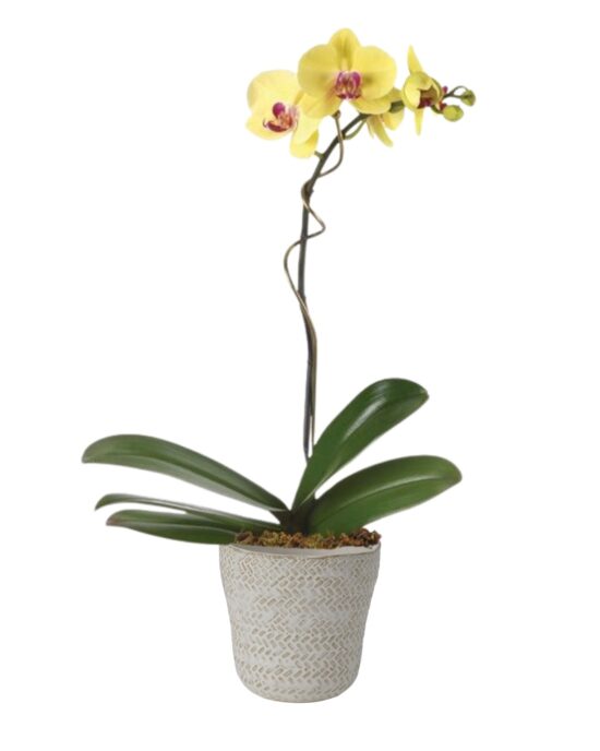 Happy Orchid Plant