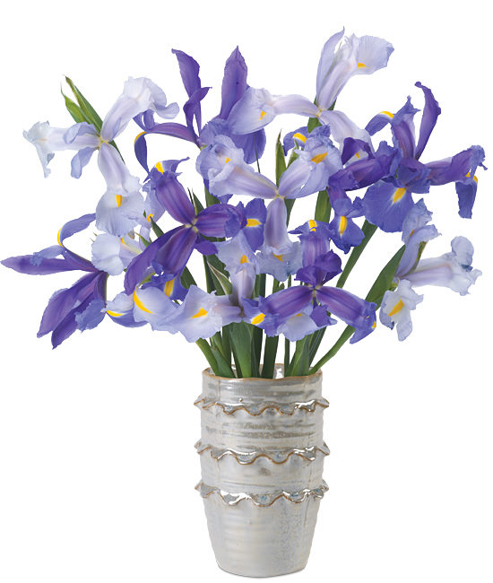 Van Gogh Irises Calyx Flowers Inc