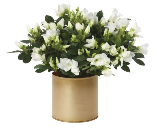 White Azalea Plant