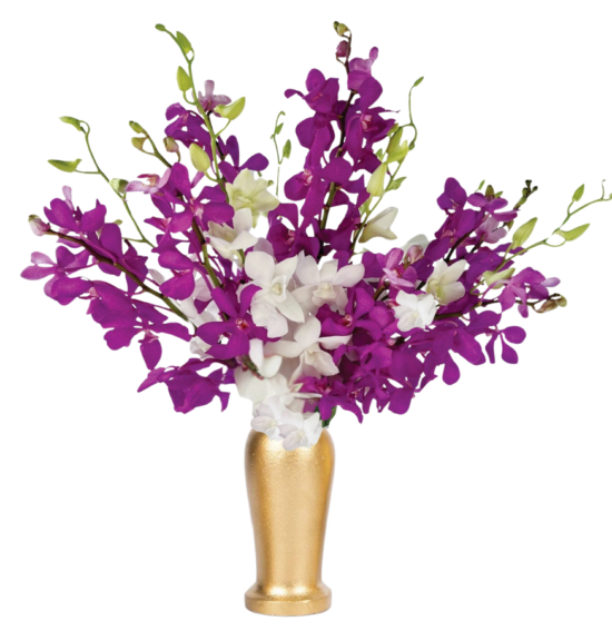 Starlight Orchids