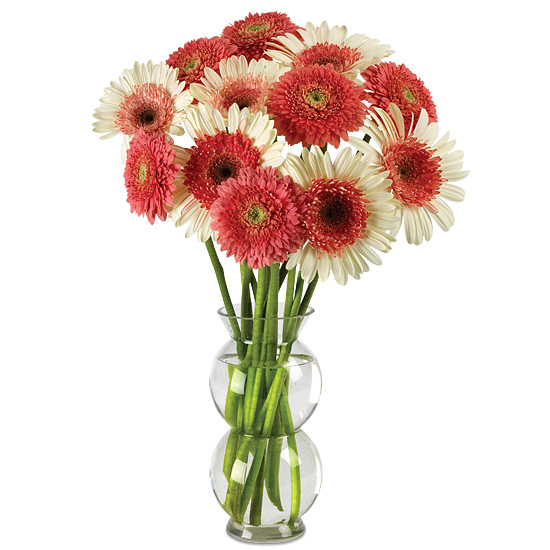 Dark Pink Gerbera Daisies