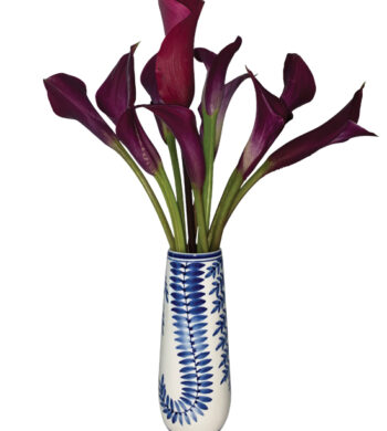 Raspberry Calla Lilies