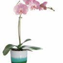 Mother's Day Orchid Plant