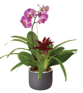 Natural Wonder Orchid & Bromeliad Garden