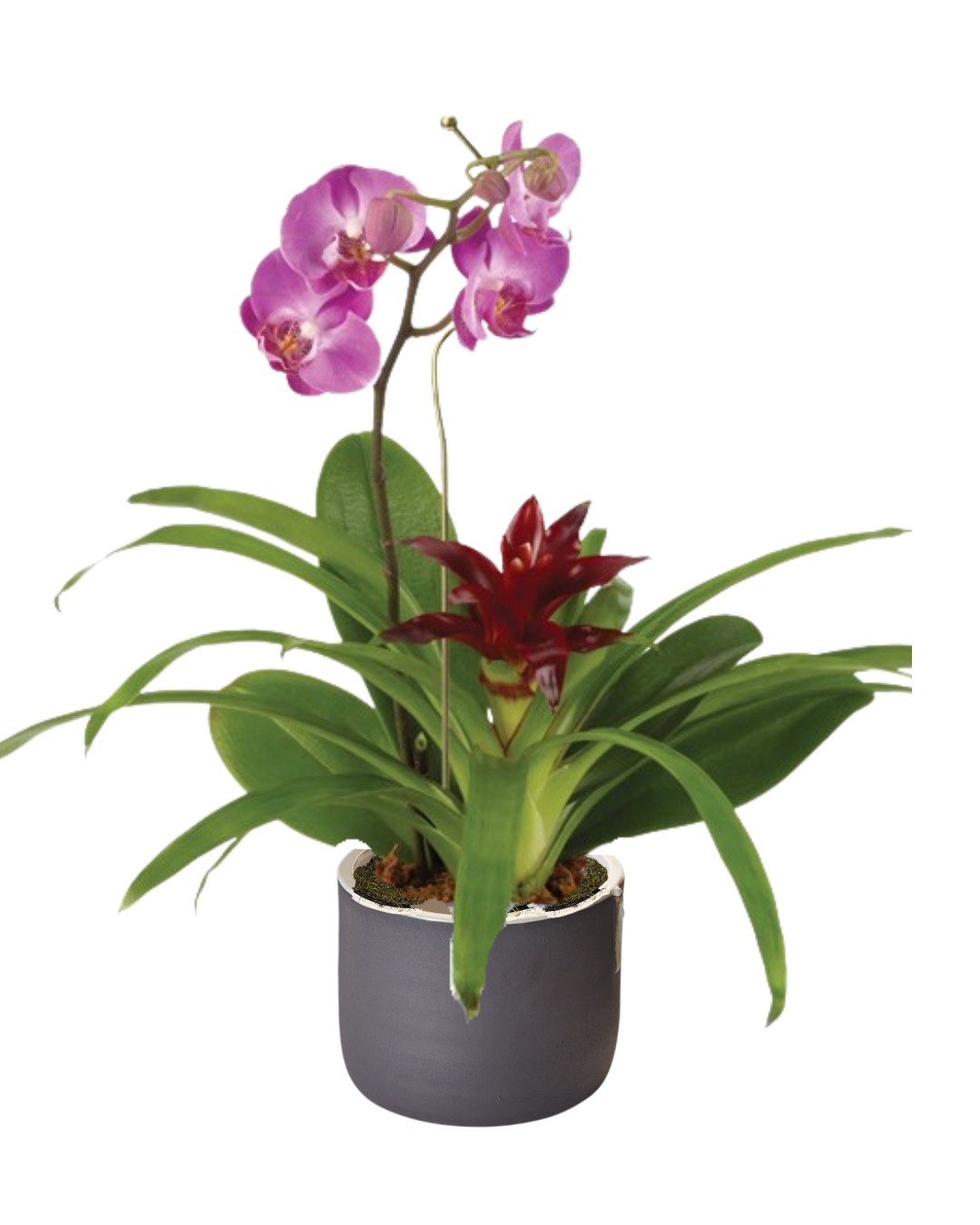 Natural Wonder Orchid & Bromeliad Garden