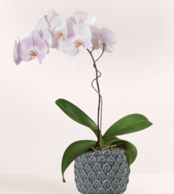 Watercolor Orchid Plant