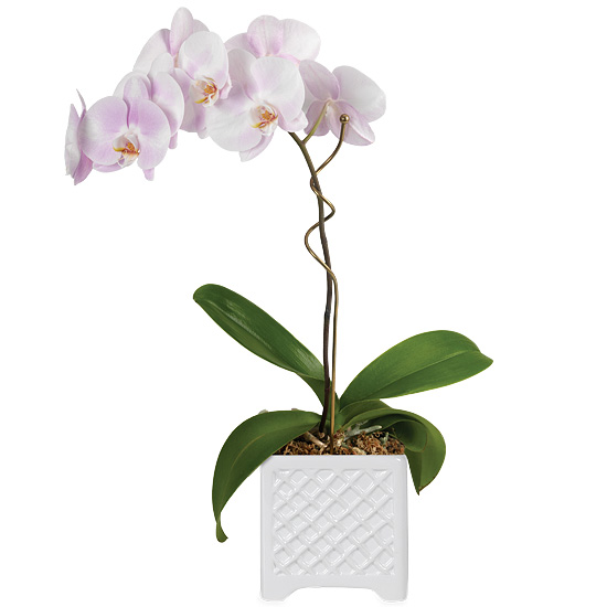 Watercolor Orchid Plant with cachepot