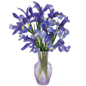 Lavish Lavender Iris with vase