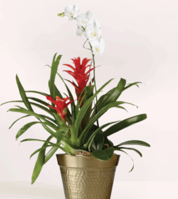 Miracle Orchid Bromeliad Garden