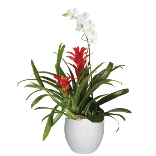 Miracle Orchid Bromeliad Garden