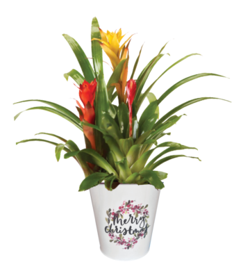 Winter Fun Bromeliad Garden