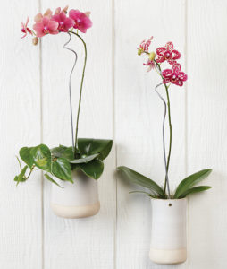 Hanging Orchids - Calyx Flowers, Inc. 4k0k03827_env_550x650