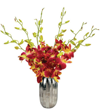 Brandy Orchids