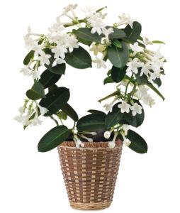 Fragrant Jasmine Plant