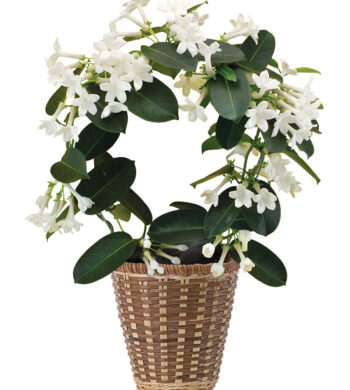 Fragrant Jasmine Plant - Calyx Flowers, Inc