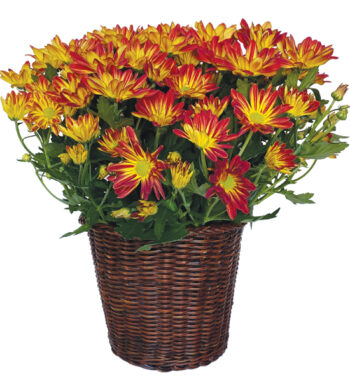 Farmer's Choice Mum Plant - Calyx Flowers, Inc
