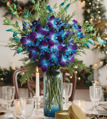 Holiday Sapphire Orchids