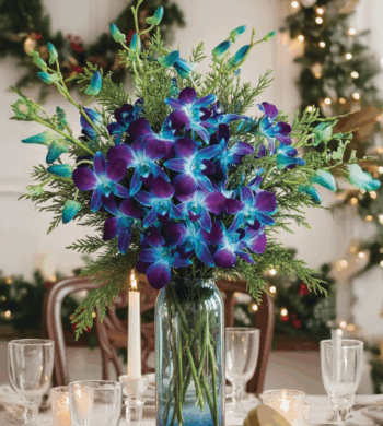 Holiday Sapphire Orchids