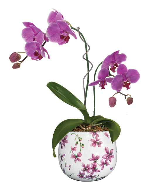 Orchidée Rose + Cache pot Transparent