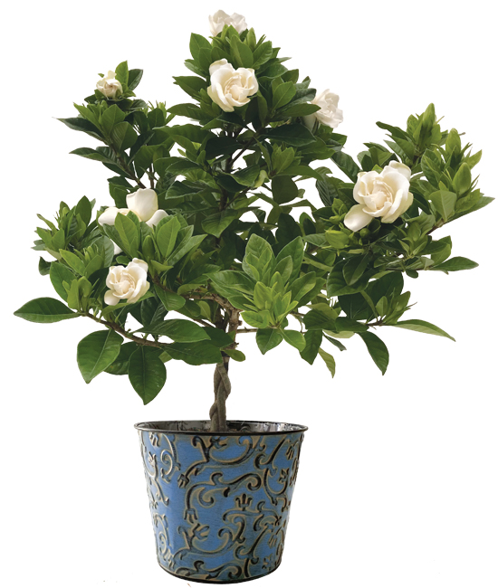 Grand Gardenia Topiary Plant Calyx Flowers, Inc